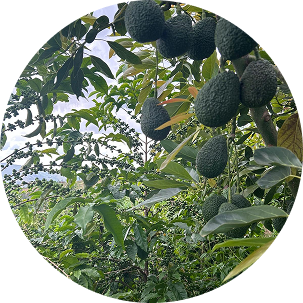 2025-RAB-KABU-KARA - A