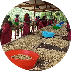 RW - BIO 154 - COKO 001